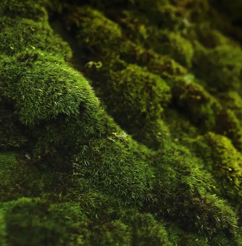 Mini Air Freshener-Oakmoss and Amber