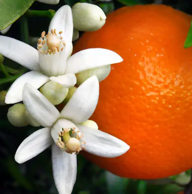 Mini Air Freshener-Orange Blossom